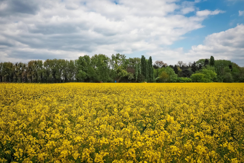 Frühlingslandschaft mit Rapsfeld