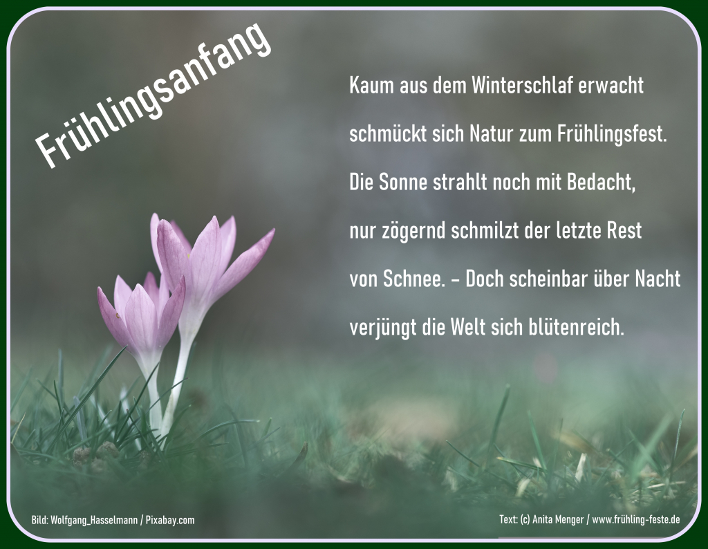 Motiv Krokus lilafarben auf Wiese / Gedicht: Frühlingsanfang