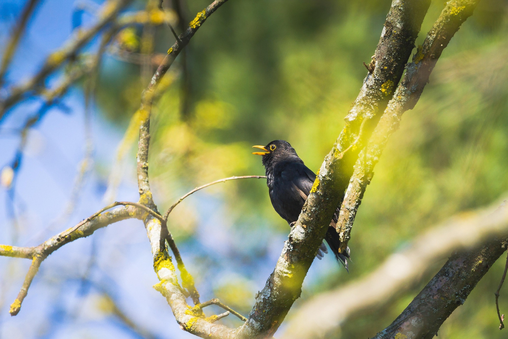 Frühlingsbild Singende Amsel