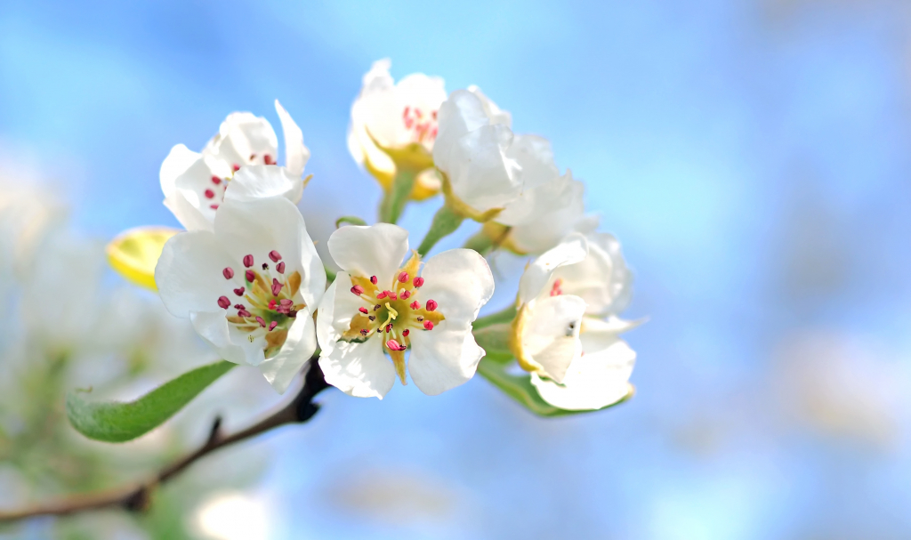Frühlingsbild Apfelblüte