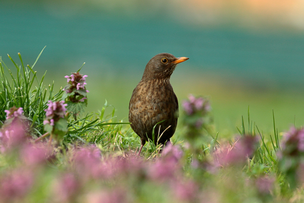 Amsel auf Blumenwiese