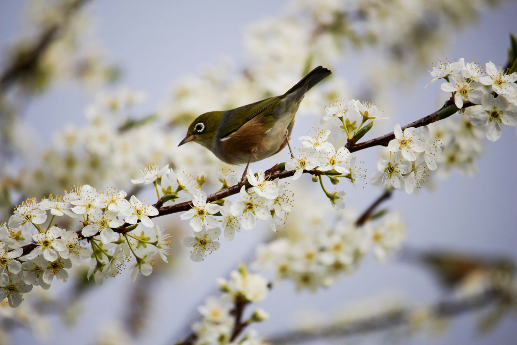 Frühlingsbild mit Blütenzweig und Vogel