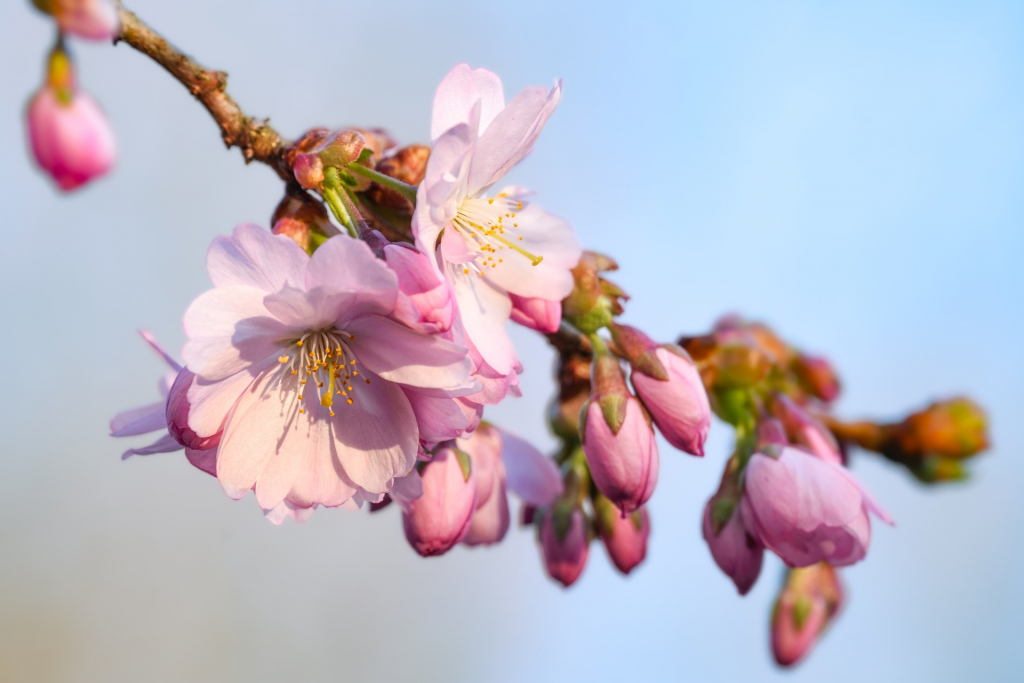 Frühlingsbild Kirschblütenzweig
