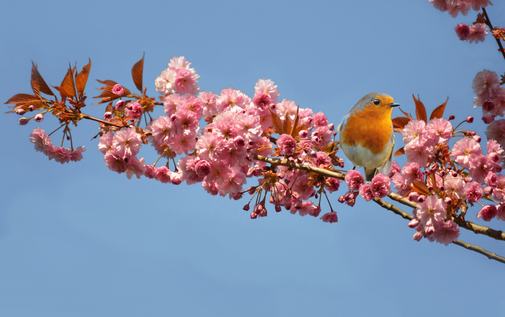Frühlingsbild Rotkehlchen auf Kirschblütenzweig