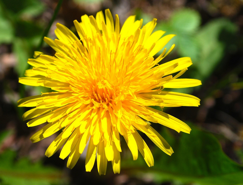 Löwenzahnblüte