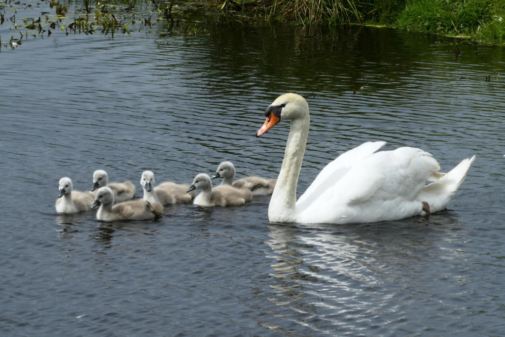 Weißer Schwan mit Küken im Wasser