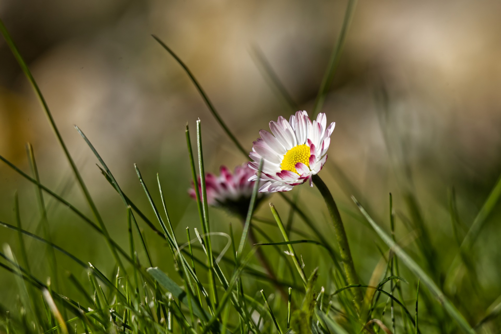 Frühlingsbild Gänseblümchen in Wiese