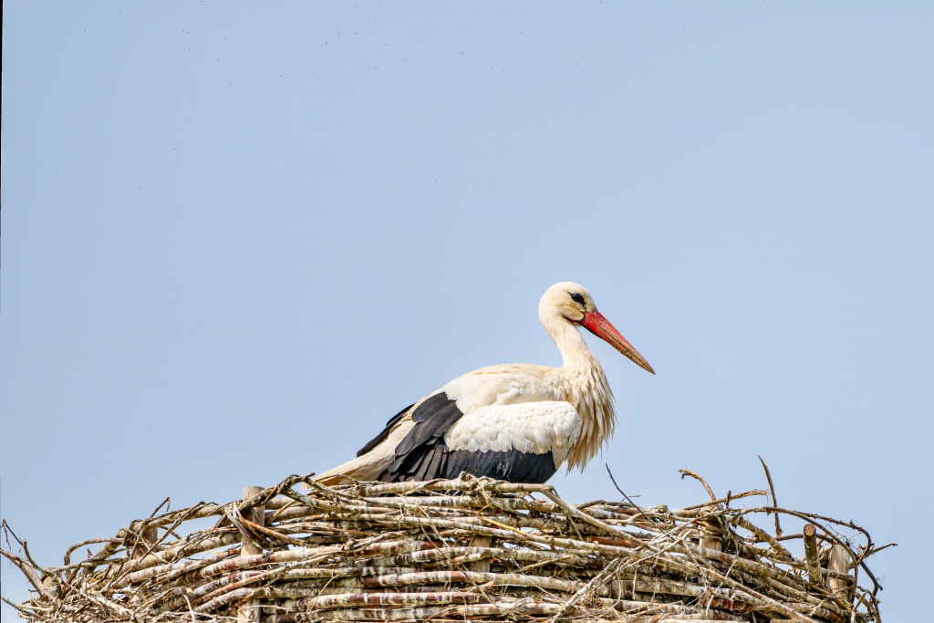 Storch im Nest