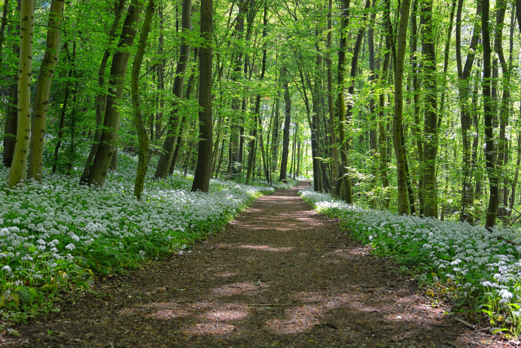 Wald im Frühling Bärlauchblüten