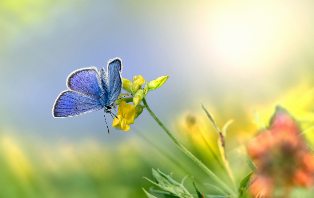 Frühlingsbild Bläuling auf gelber Blüte