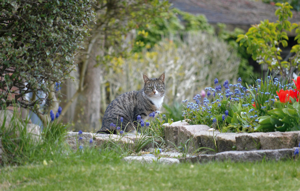 Katze im Garten mit Frühlingsblumen