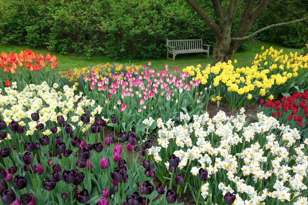 Tulpen und Narzissen