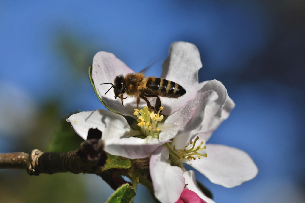 Biene auf Apfelblüte