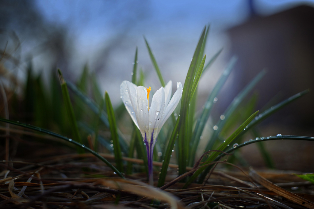 Weißer Krokus