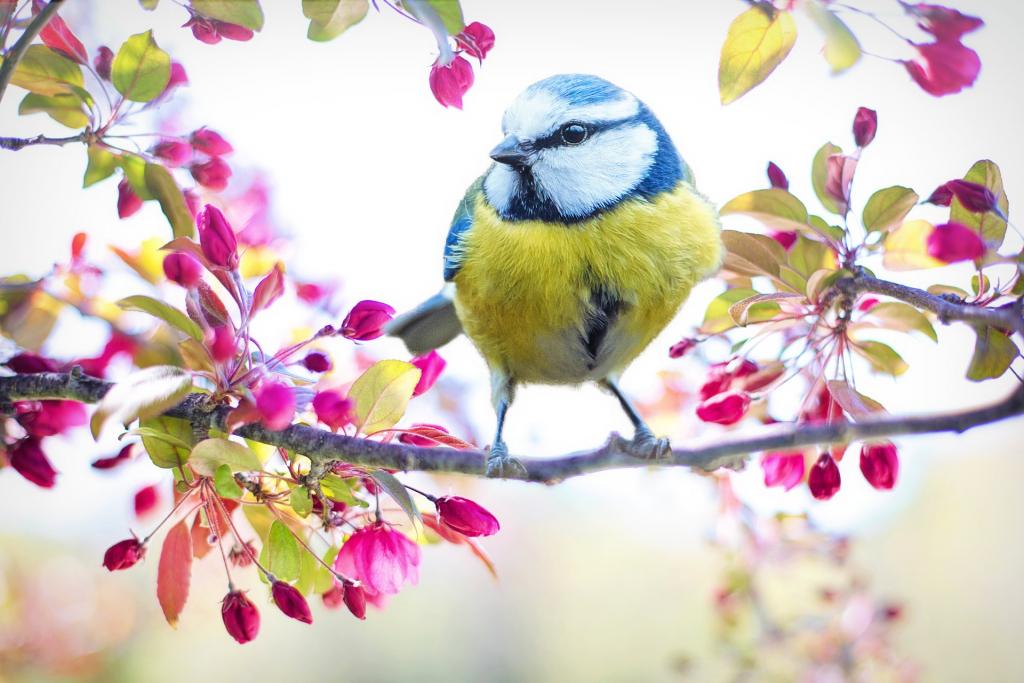 Blaumeise auf Frühlingszweig