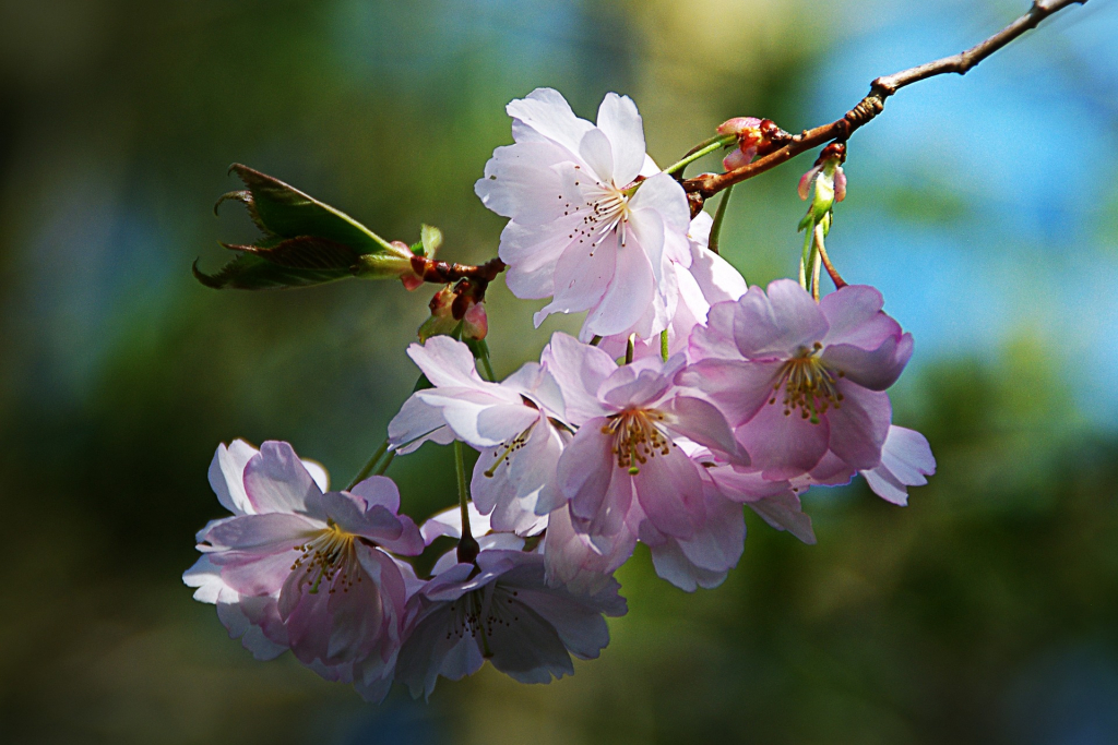 Blütenzweig rosa