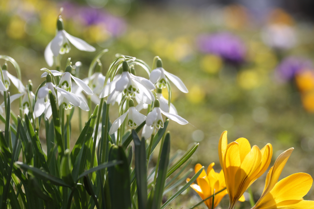 Frühblüher Schneeglöckchen und Krokus