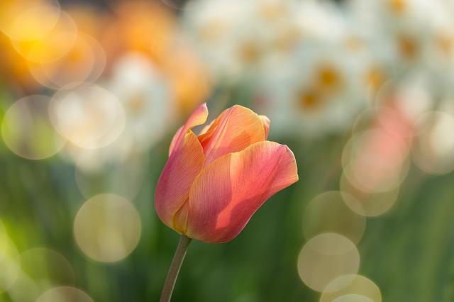 Frühlingsbild mit roter Tulpe