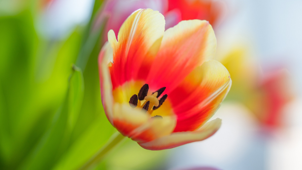 Frühlingsbild Tulpe