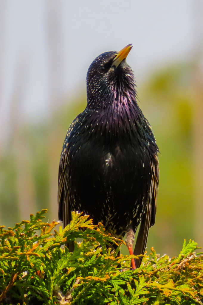 Vogel Star im Grünen