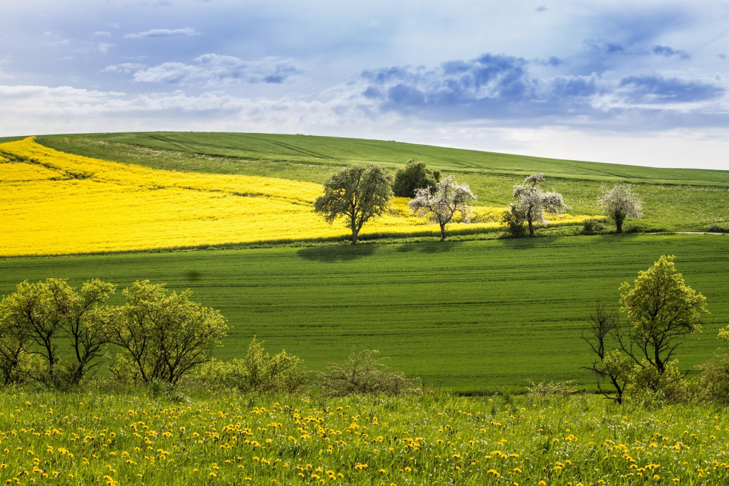 Frühlingsbild Landschaft Rapsfeld und blühende Bäume